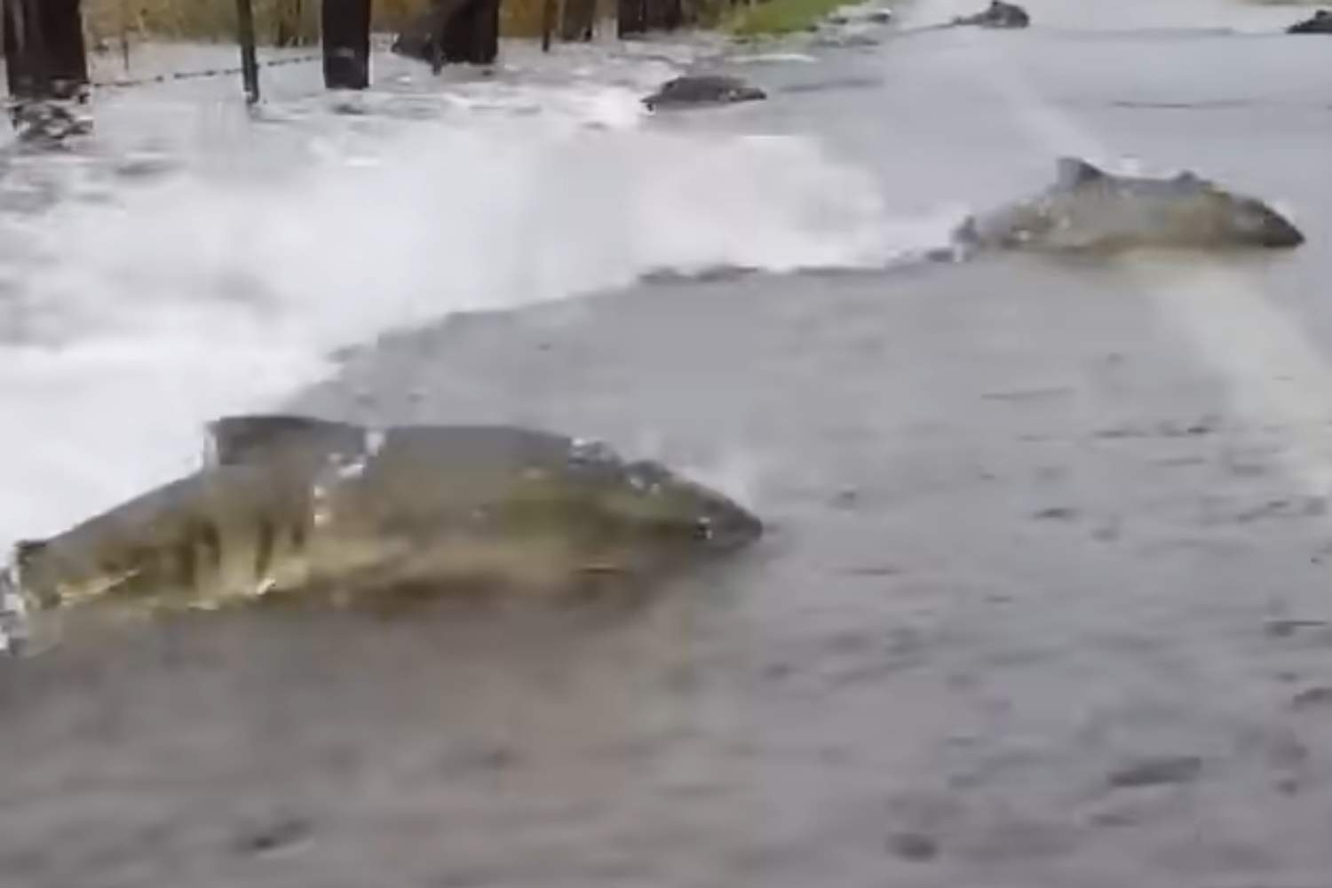 Salmoni attraversano