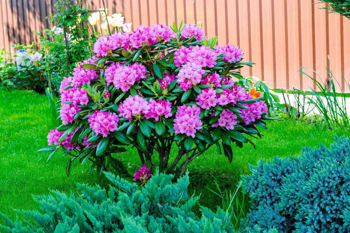rhododendron