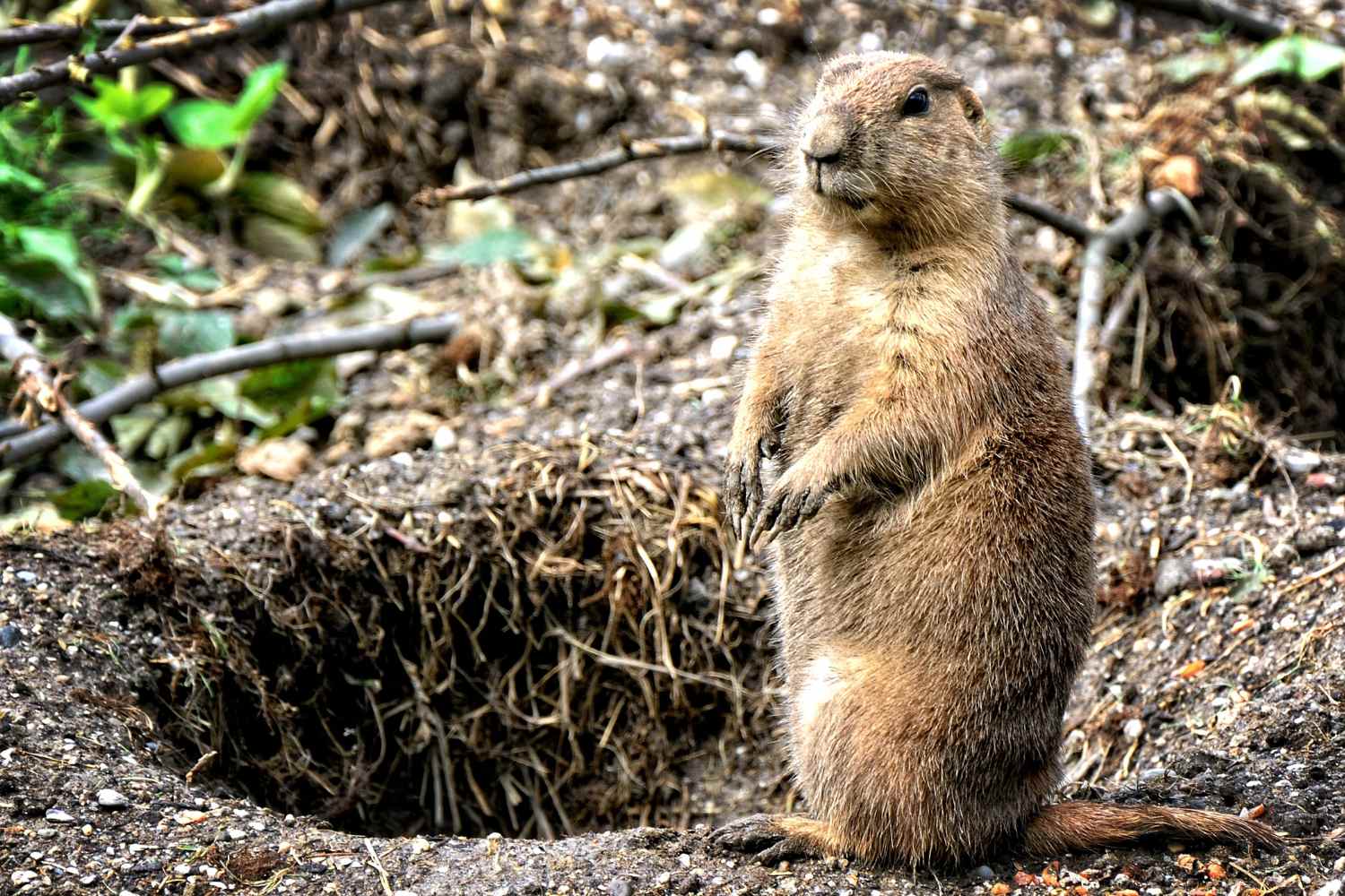 marmotta