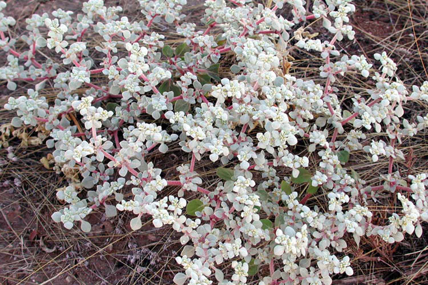 Tidestromia oblongifolia