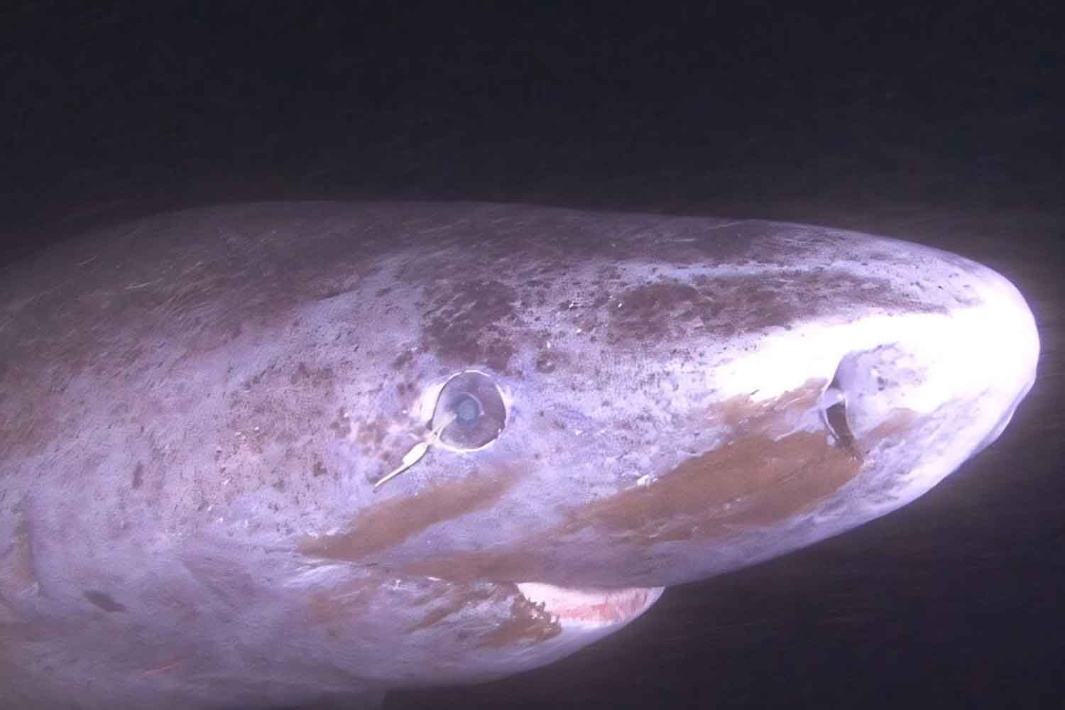 squalo della Groenlandia