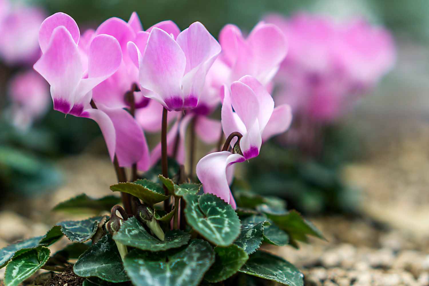 cyclamen