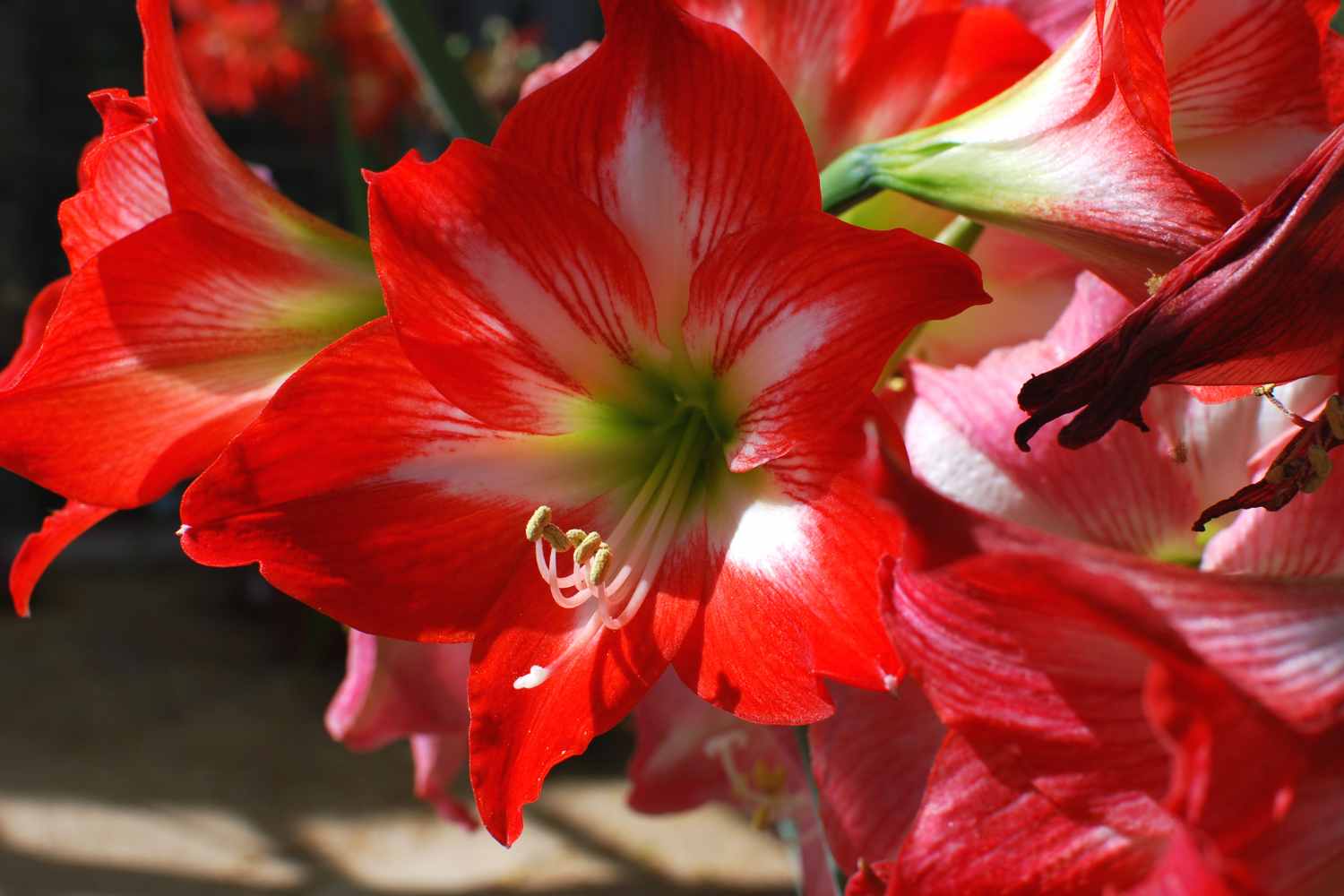 amaryllis