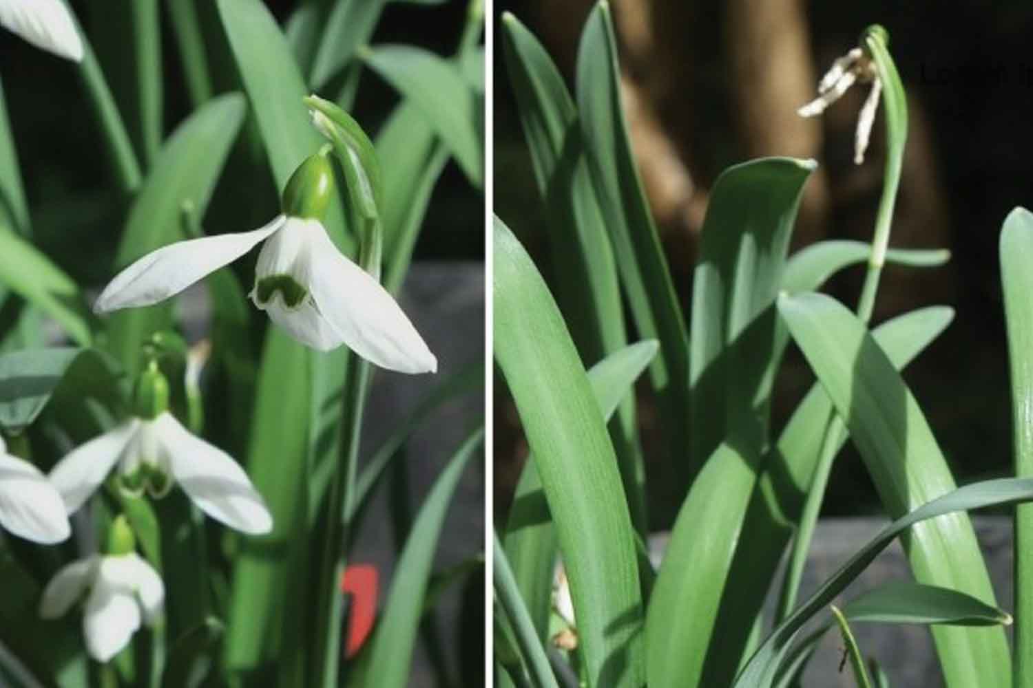 Galanthus subalpinus