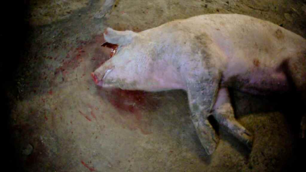Pig mistreatment condemnation 3