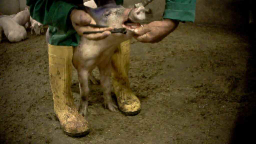 Pig mistreatment condemnation 2