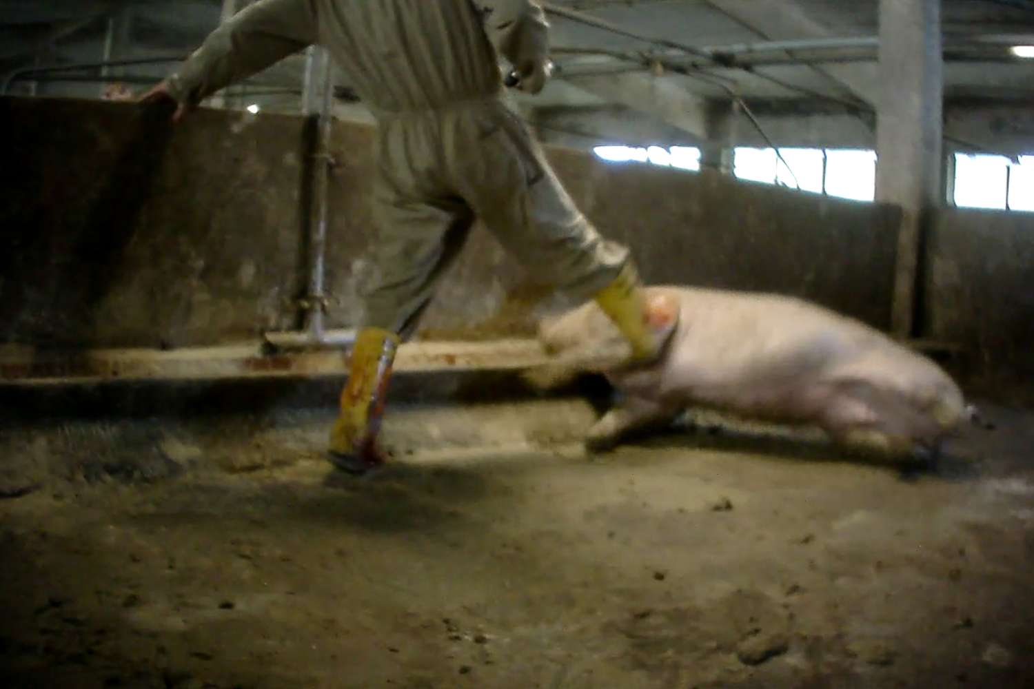 Maltrattamento suini condanna