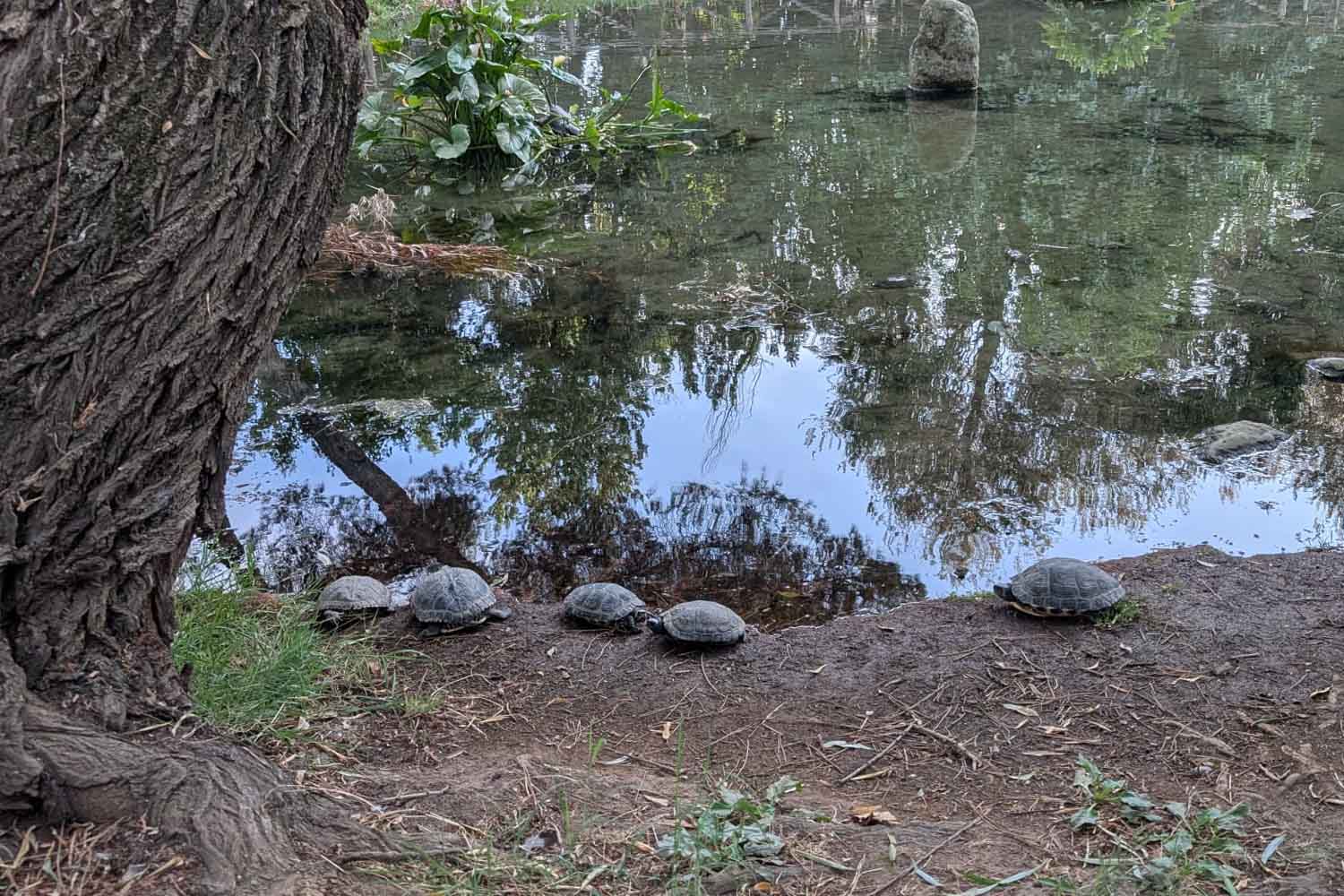 Rome, Parco degli Acquedotti pond