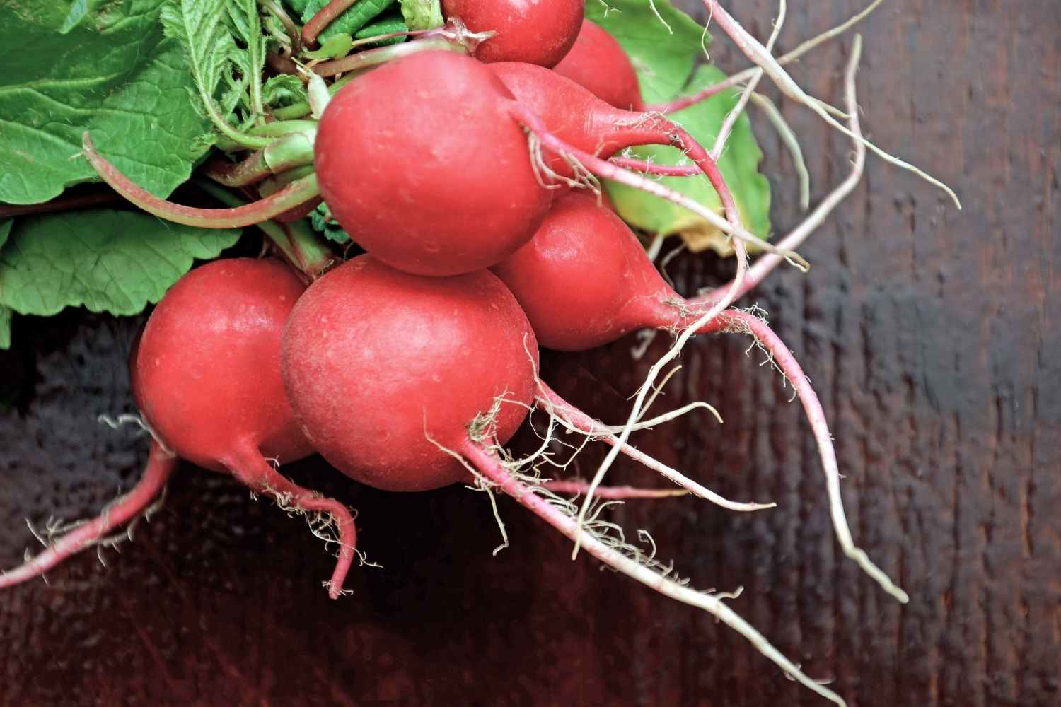 radishes