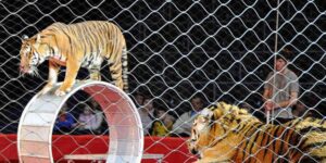 The era of circuses with animals is over: the historical turning point in Hungary, when also in Italy?
