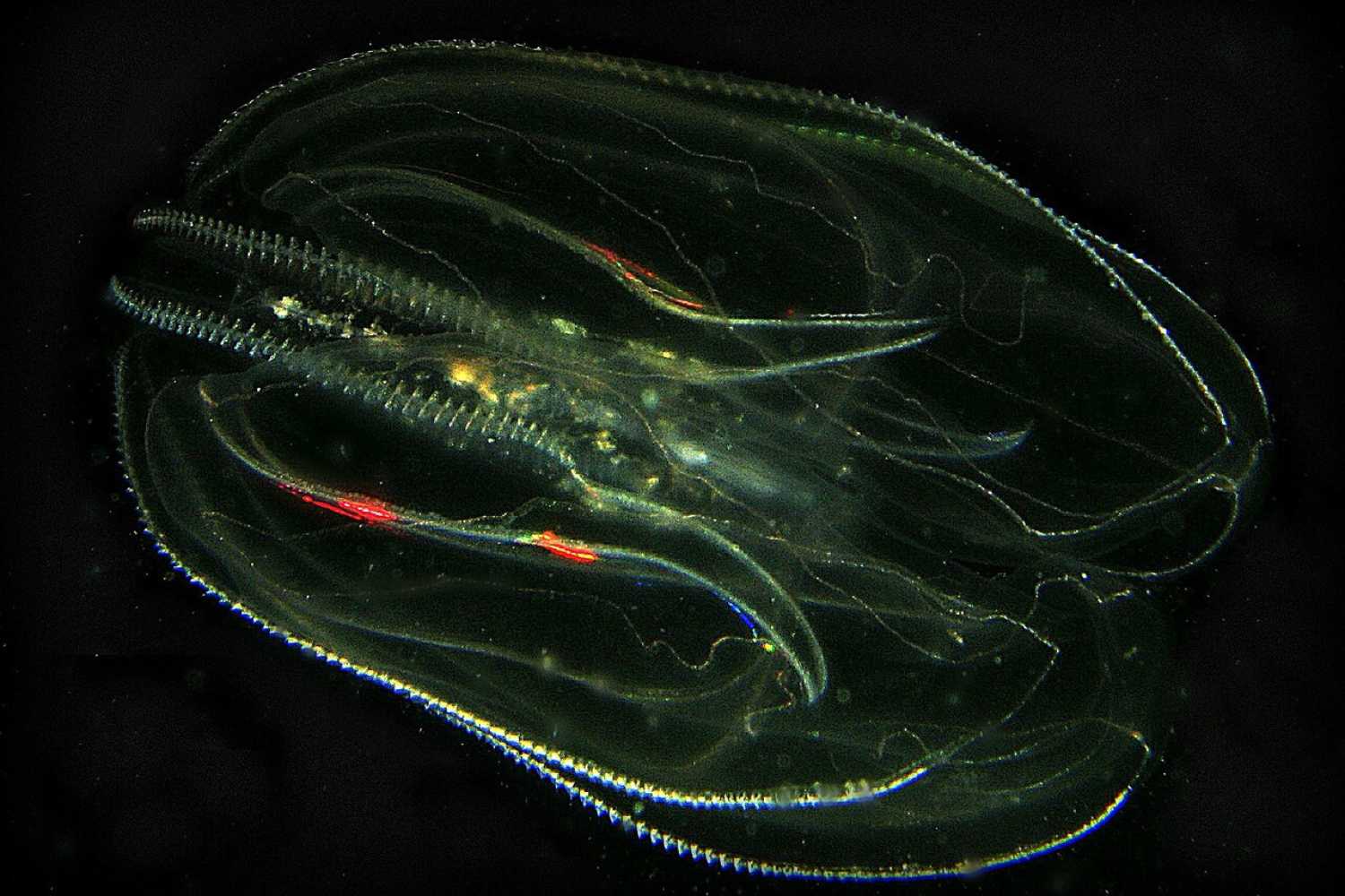 The sea walnut invades the Venice Lagoon: this alien species is more dangerous than the blue crab