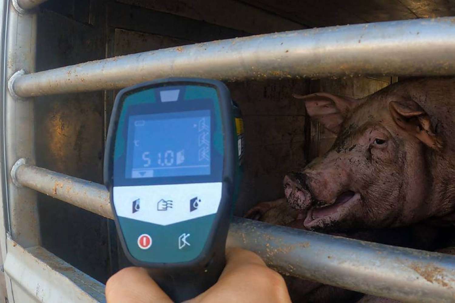 Trasporto animale sondaggio