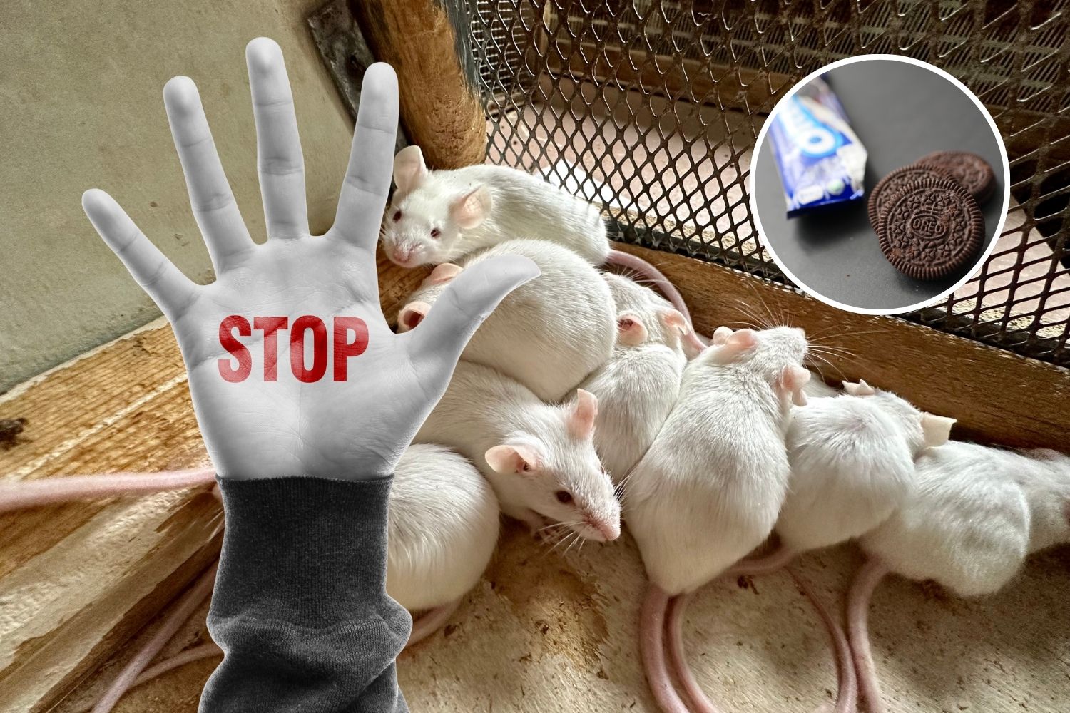 sperimentazione animale