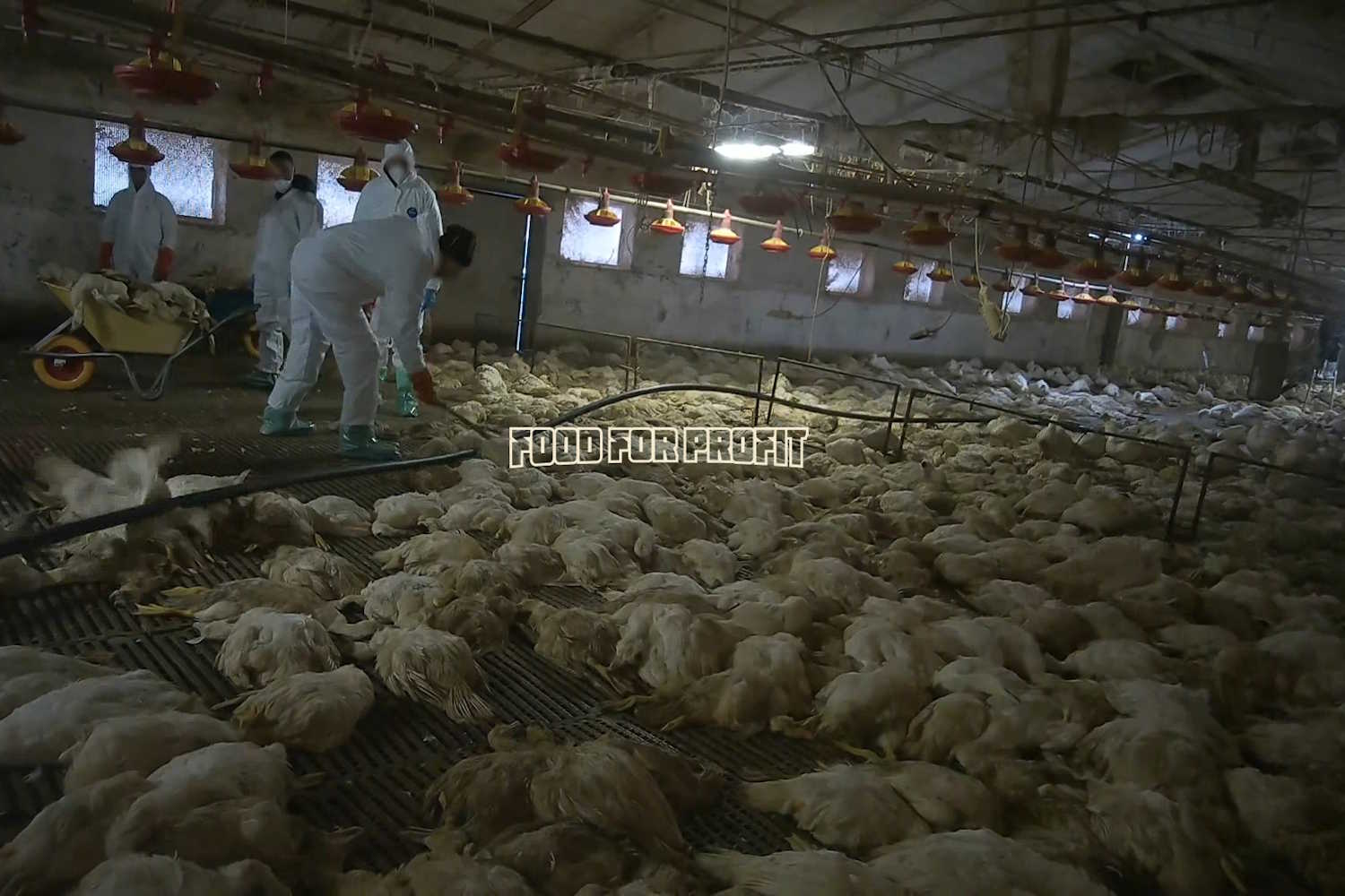 aviaria Food for Profit