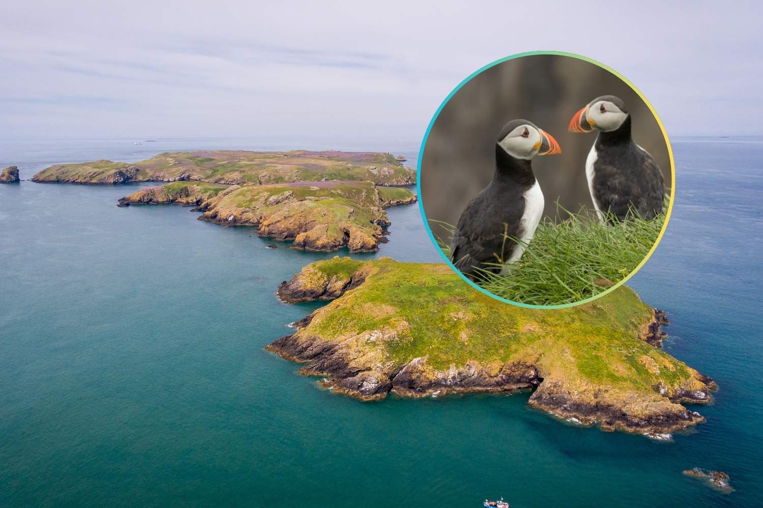 Three months free on a pristine island? This Welsh paradise offers accommodation and food for puffin monitoring