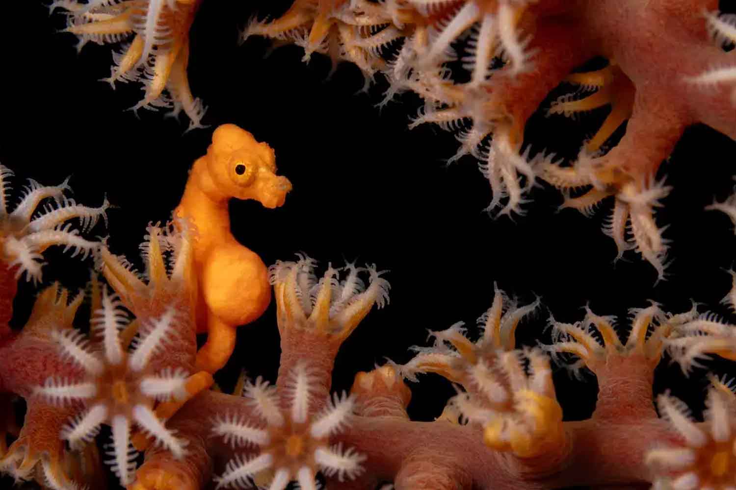 Wojtek Męczyński, UnderwaterCompetition.com