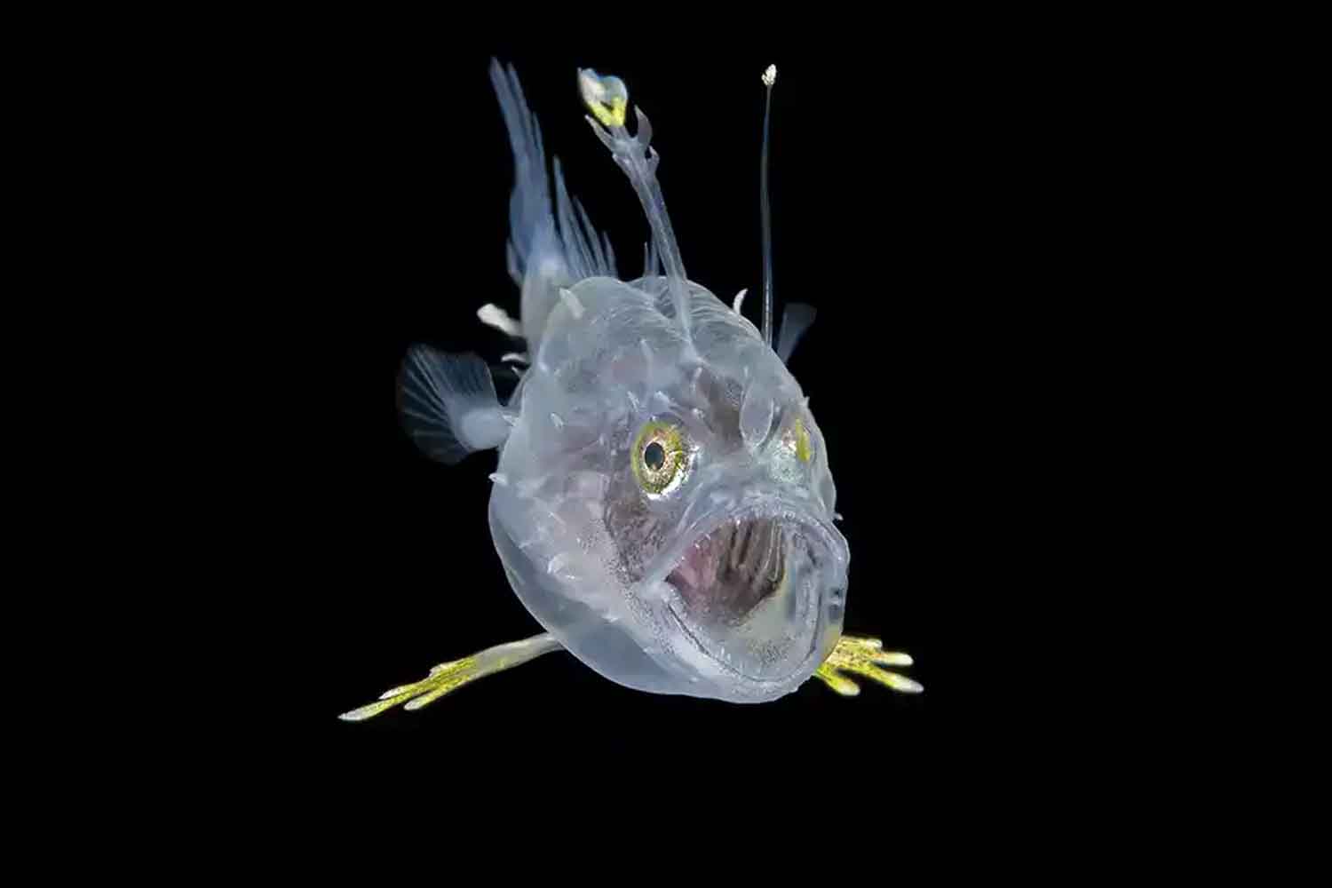 Steven Kovacs - Ocean Art