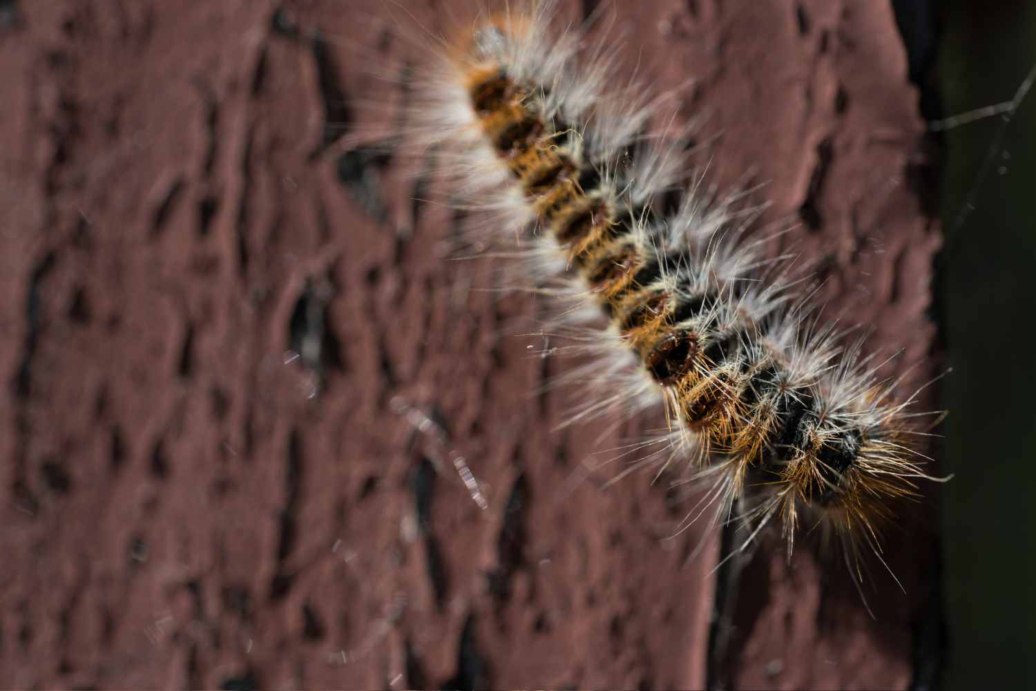 Thaumetopoea pityocampa 2