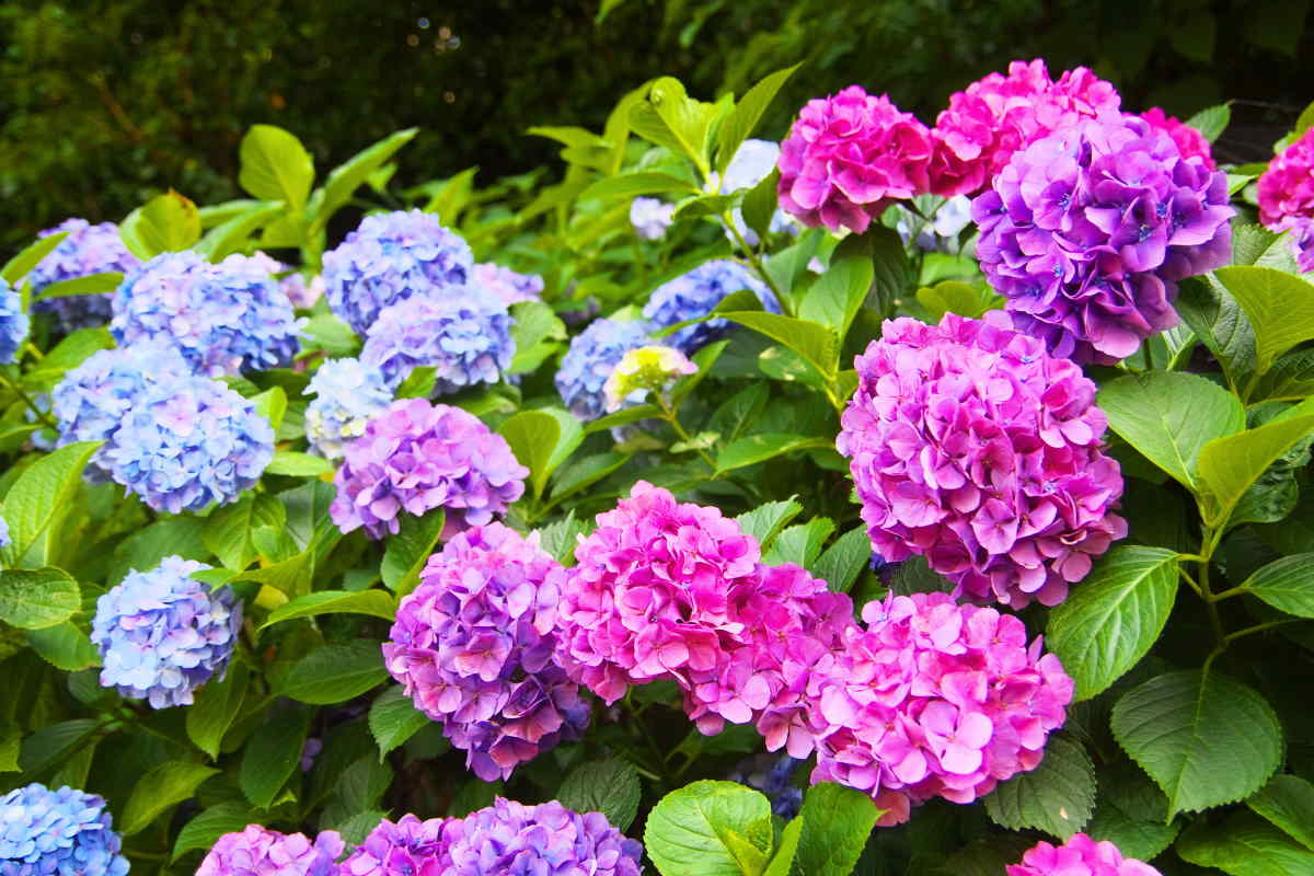 Colorful hydrangea flowers