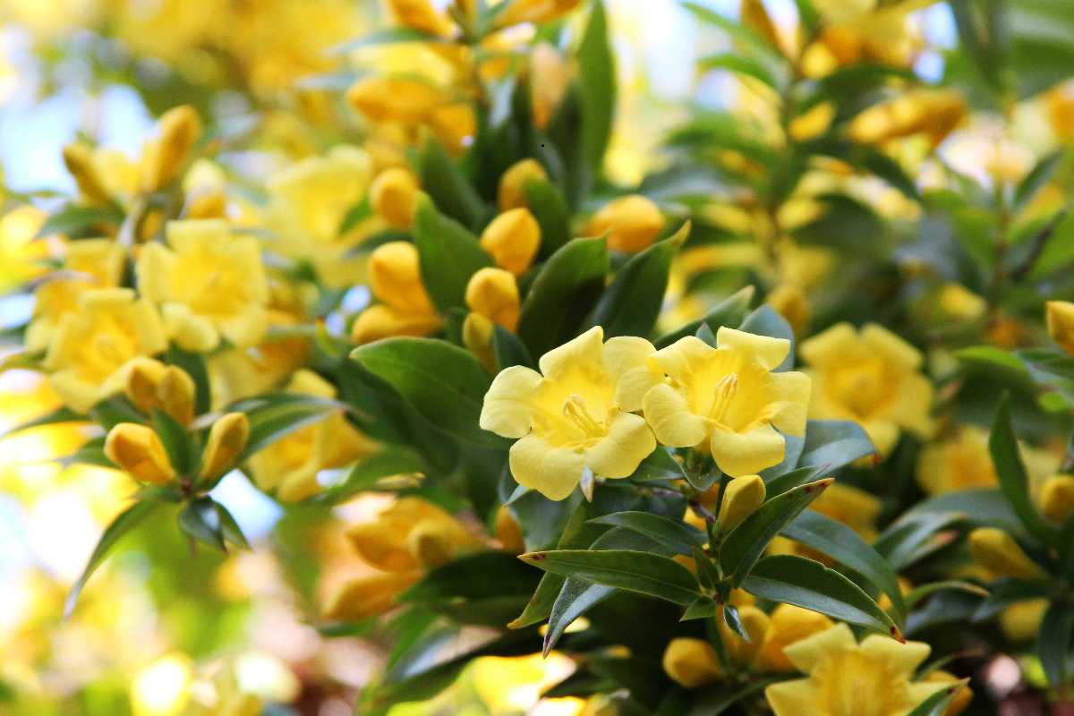 Carolina jessamine