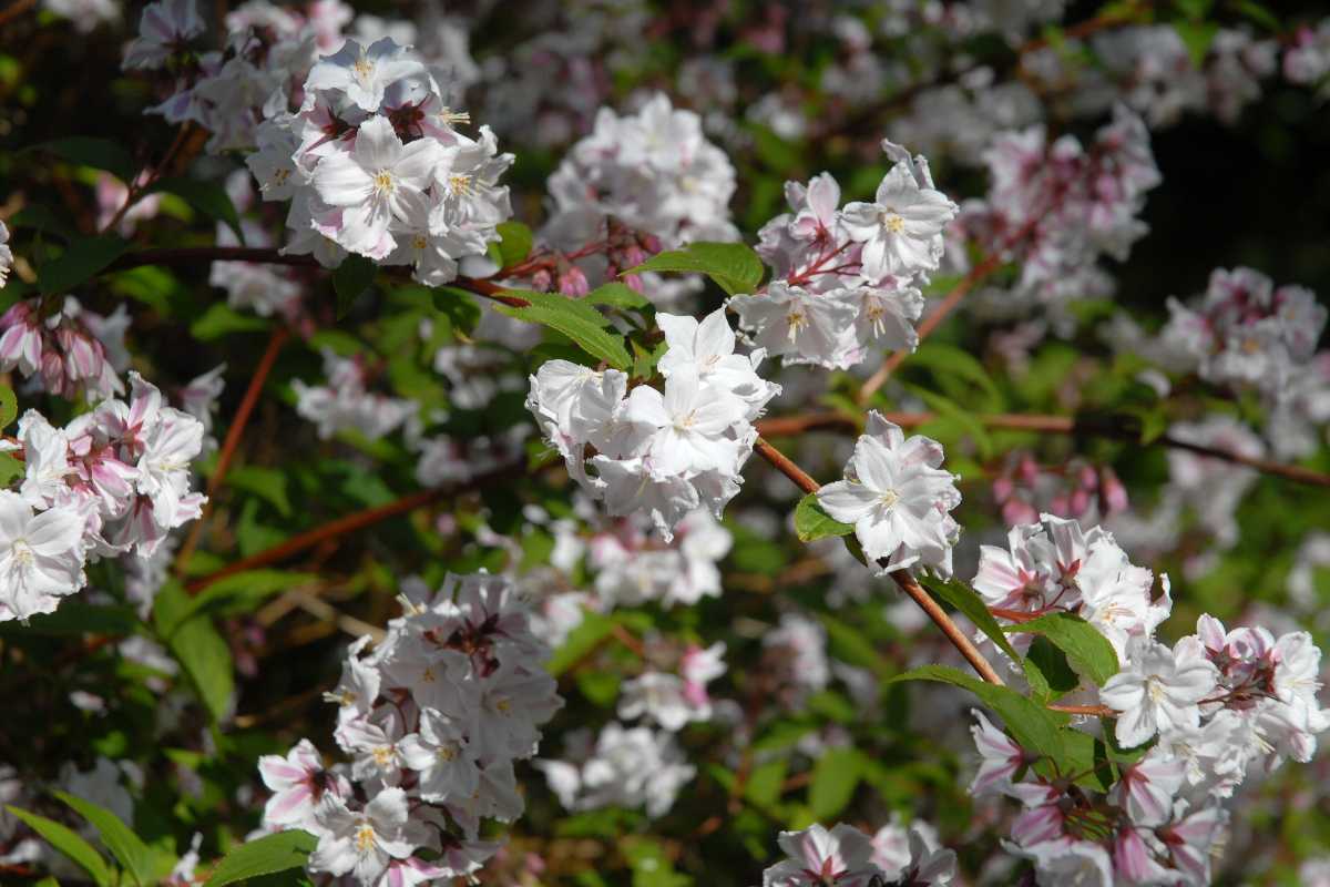 deutzia