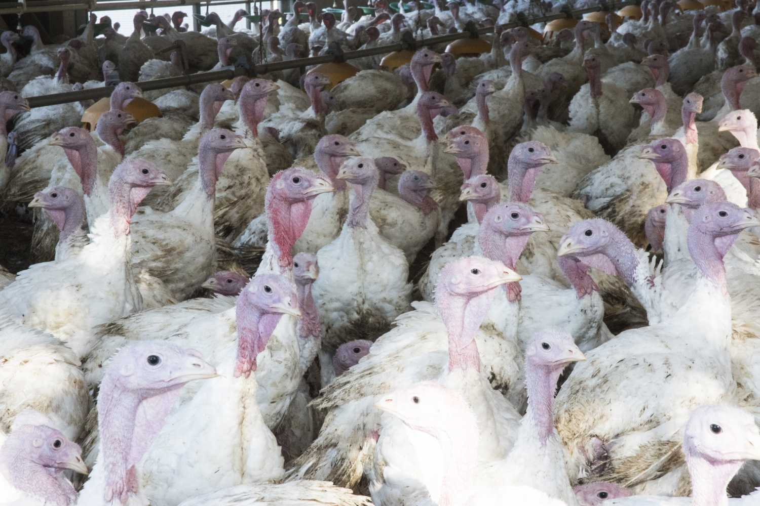 allevamenti intensivi tacchini