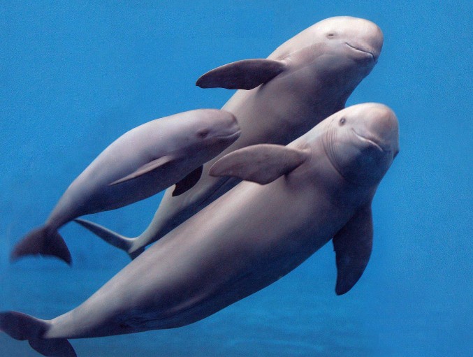 finless porpoise