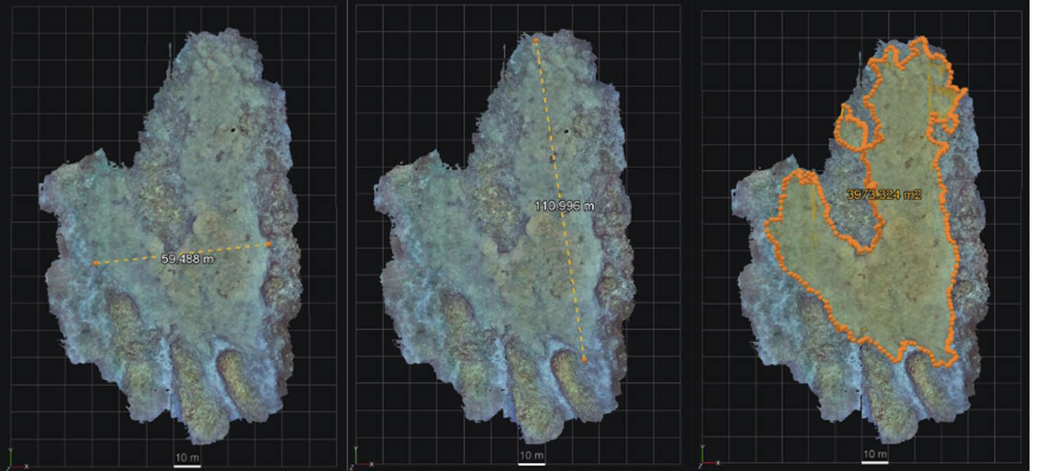largest coral colony in the world