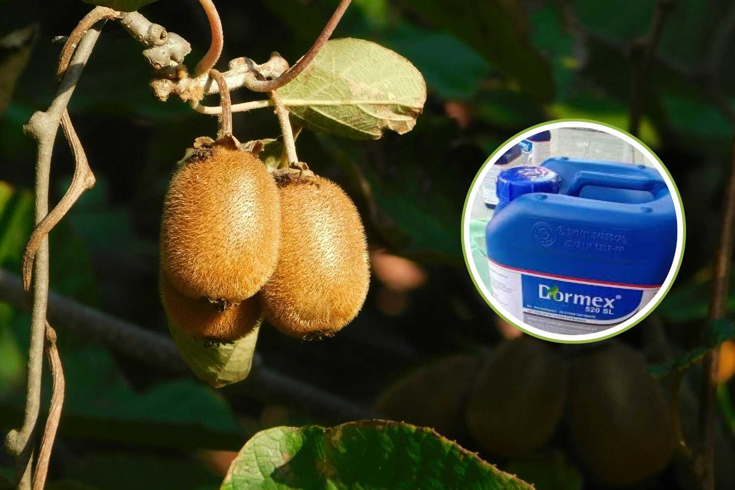 kiwi dormex in deroga