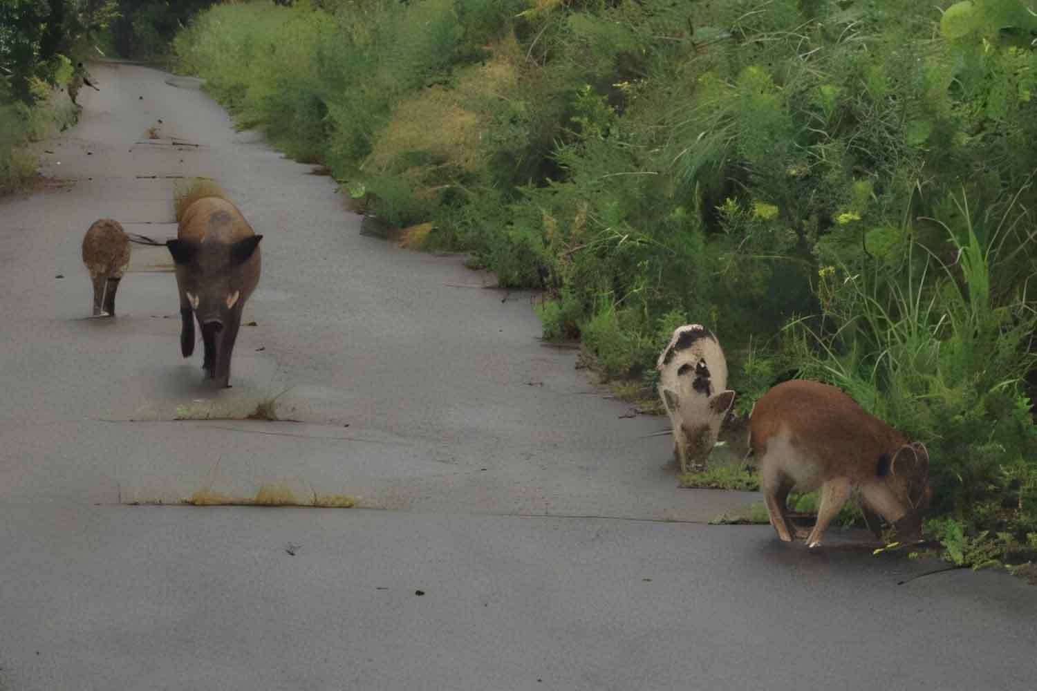 ungulati a Fukushima