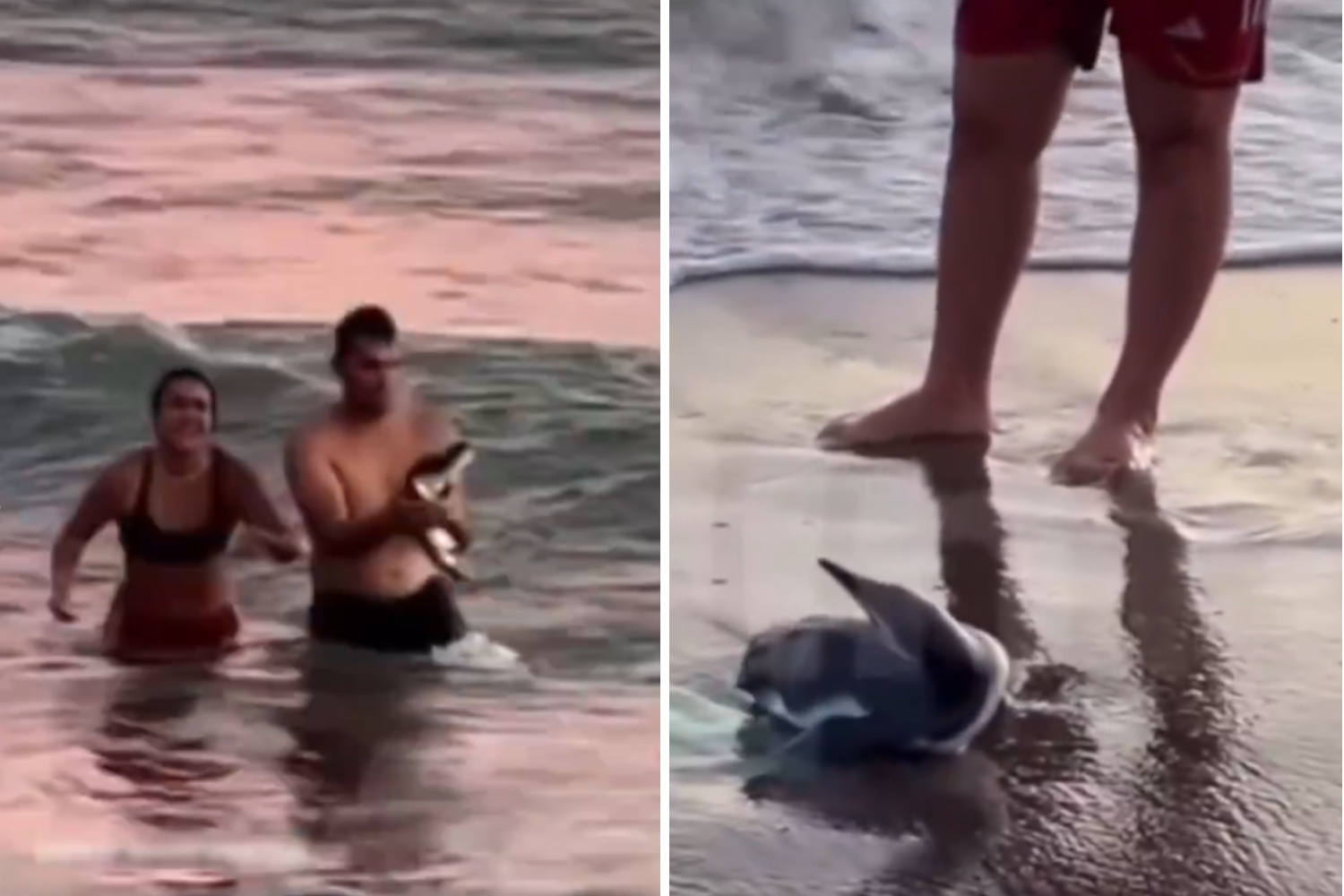 Pinguinio Monte Hermoso