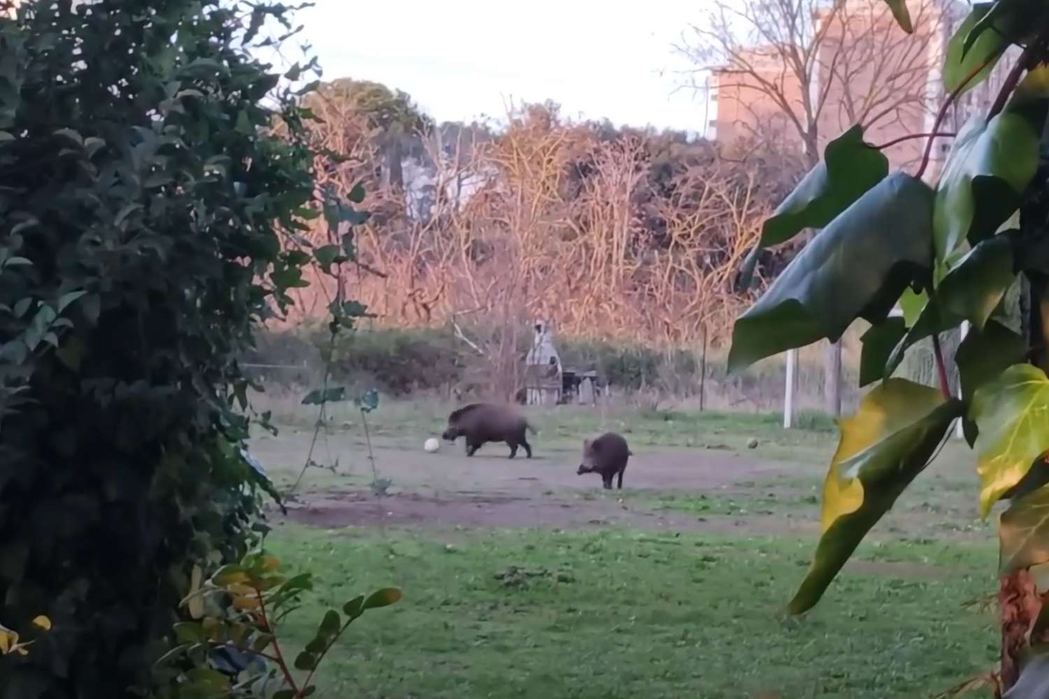 Cinghiali giocano a calcio