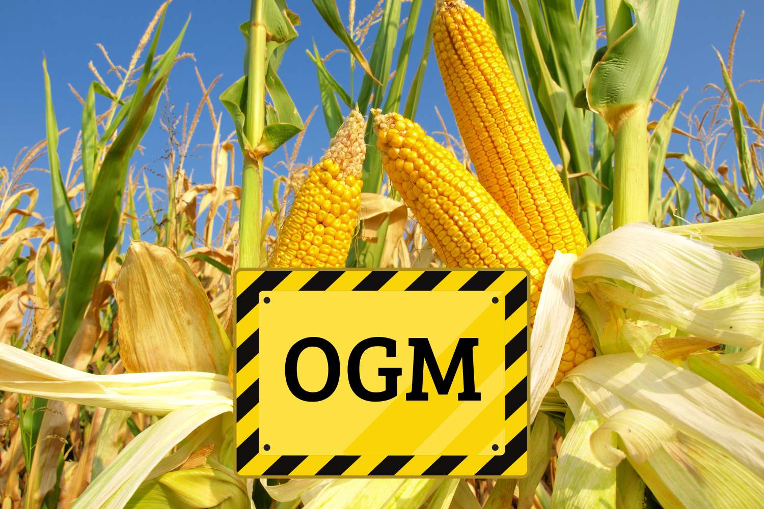 mais geneticamente modificato