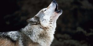 Wolf killed by forestry in Alto Adige, ENPA’s anger: “decree signed over the weekend to prevent appeals”