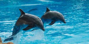 The transfer of the Marineland dolphins to a conservation center fails, the odyssey continues: what will happen to them?