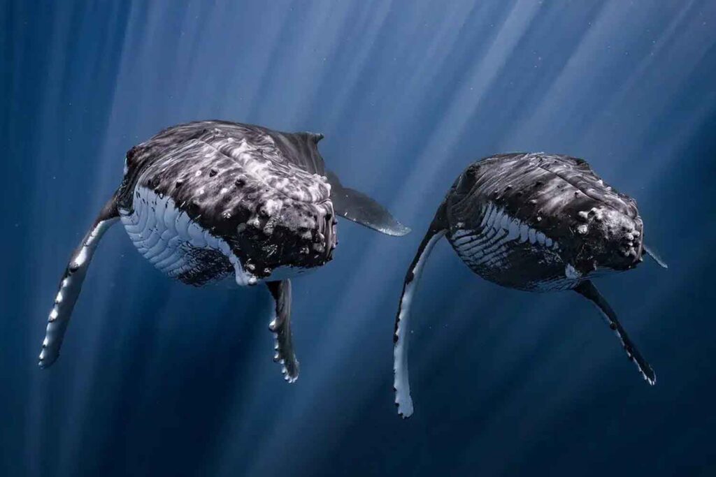 Photographer captures the exact moment two humpback whales swim in ...