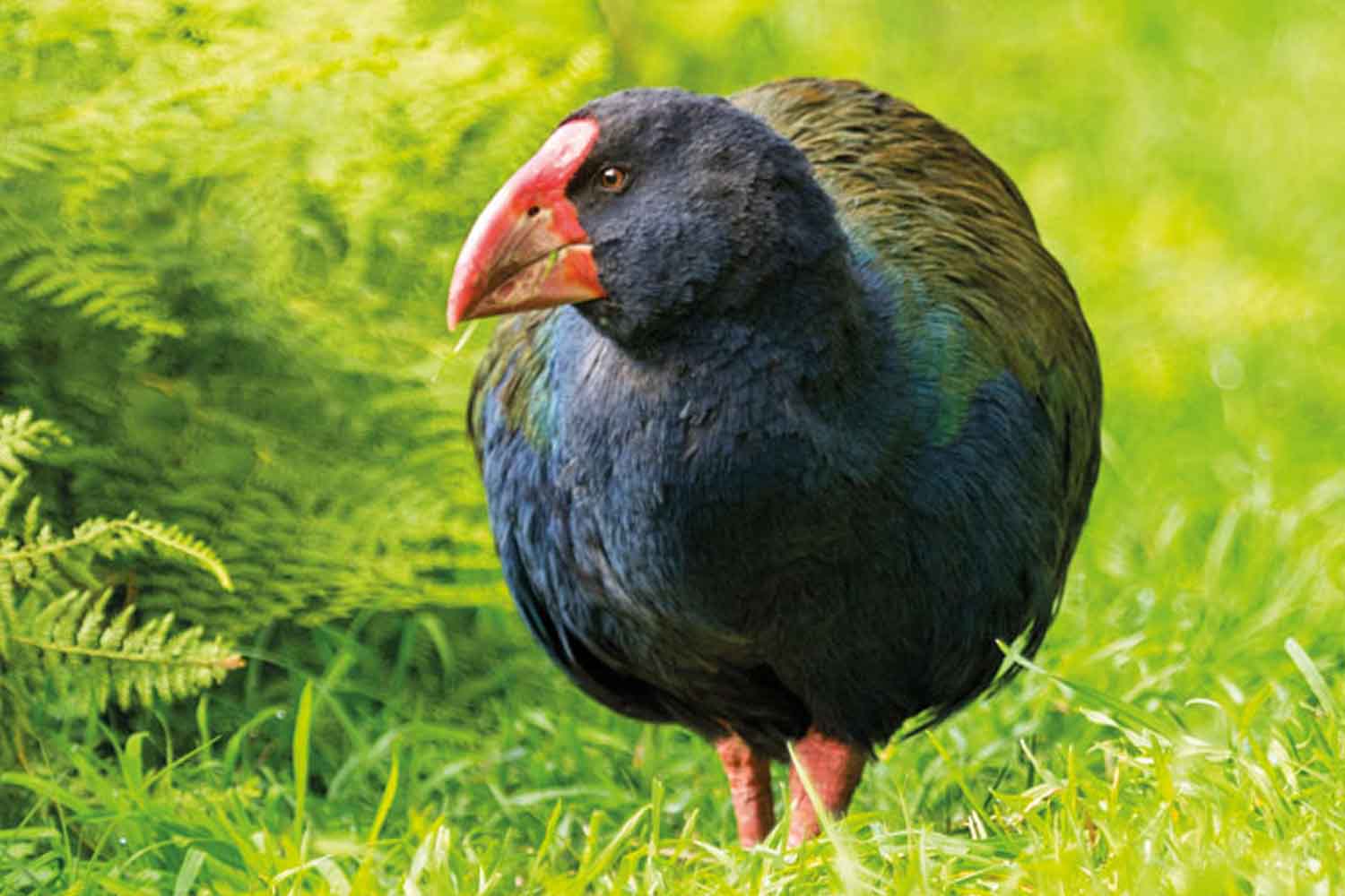 Takahē (Porphyrio hochstetteri)