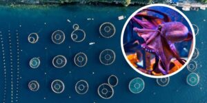 Stop intensive octopus and tuna farming: the bill to protect the Mediterranean reaches the Chamber
