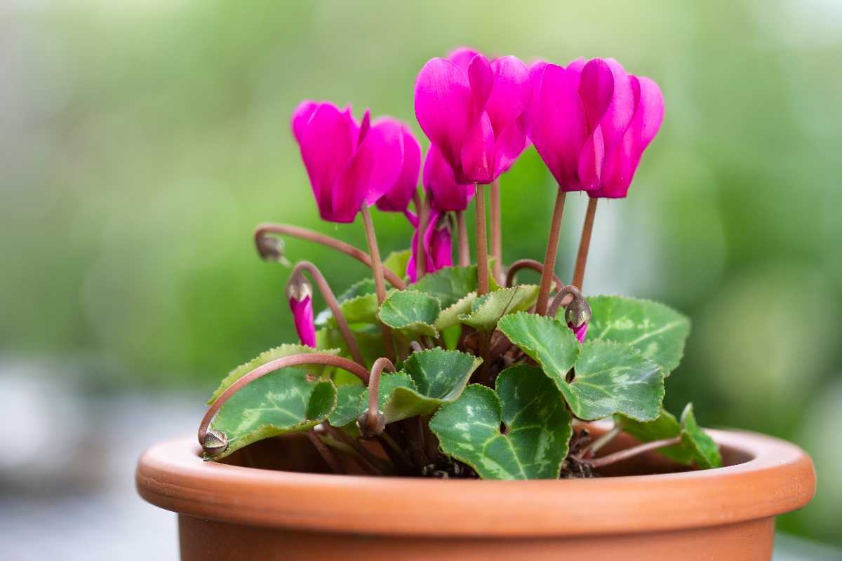 cyclamen