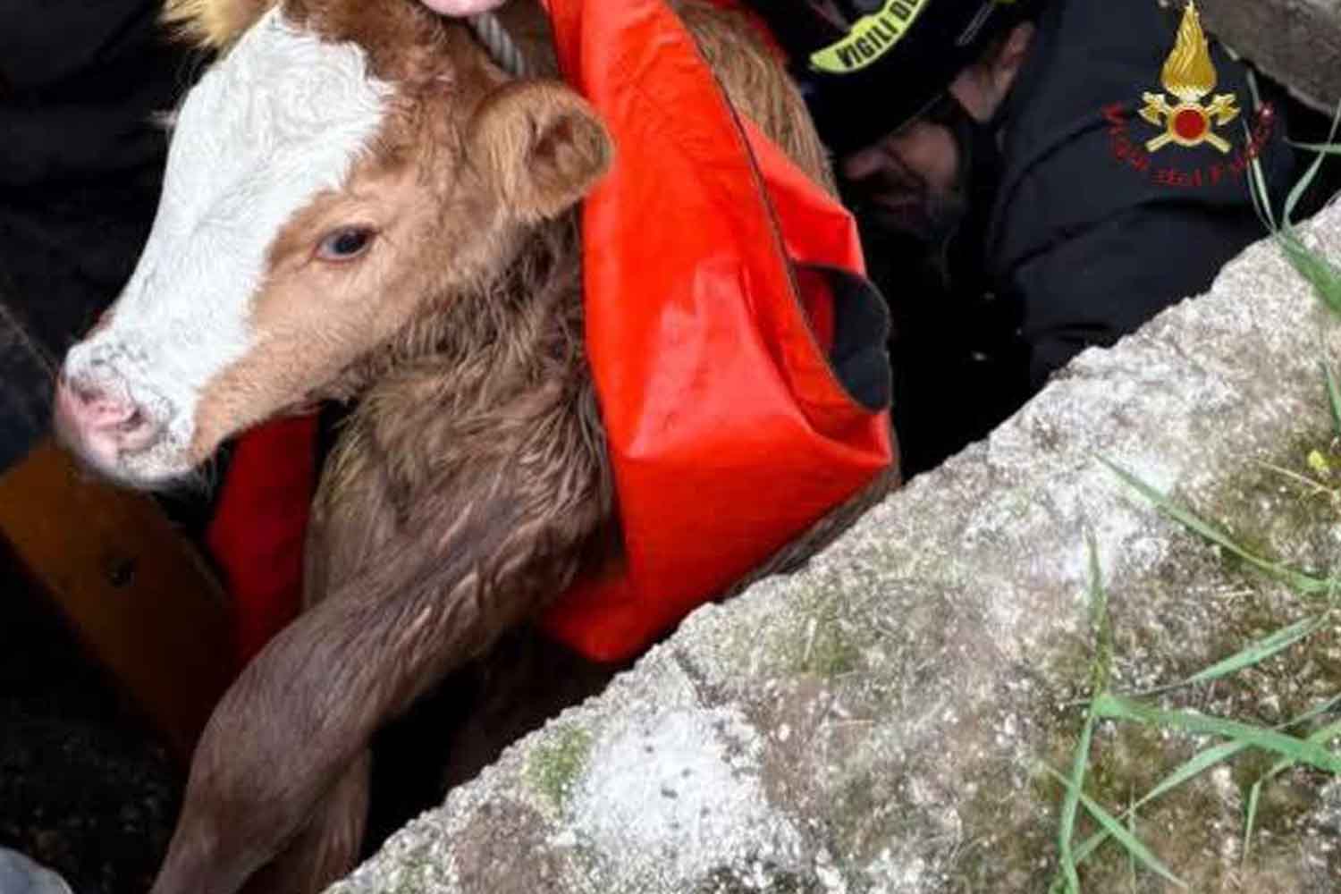 vitello nella rete fognaria Santa Maria delle Mole