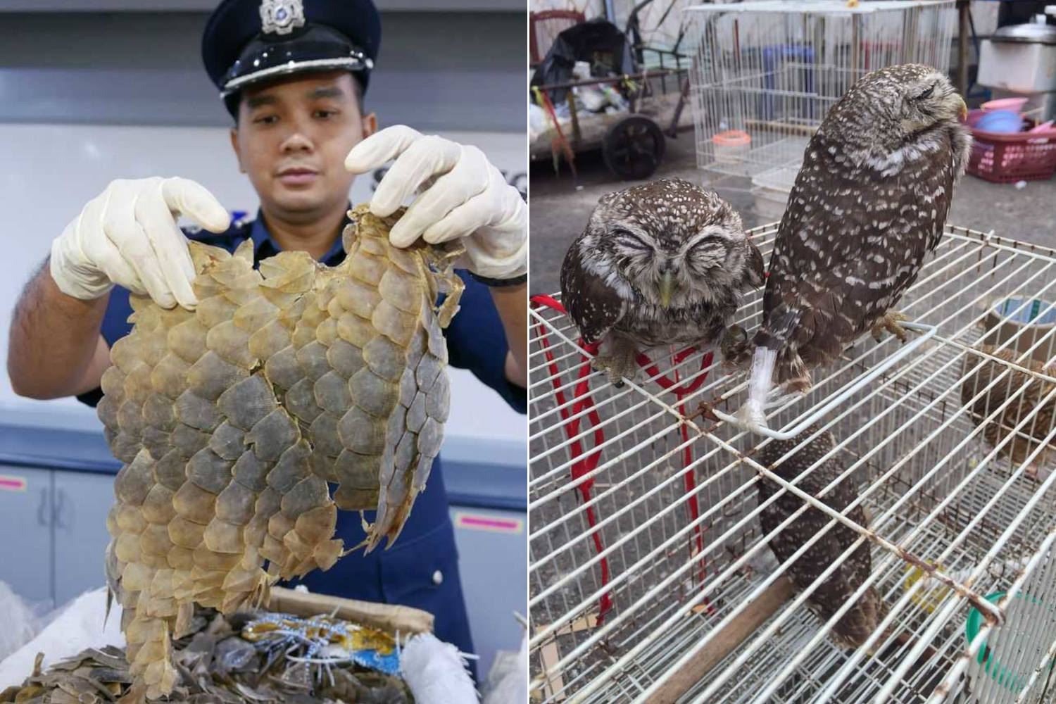 Killed in the name of superstitions: these are the wild animals that pay the highest price for our ignorance