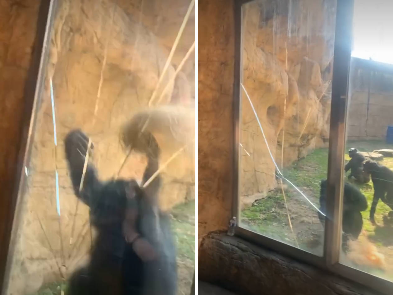 Bonobo breaks the glass of the enclosure at the Memphis Zoo: he was provoked by a group of teenagers