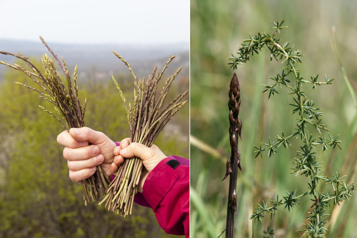 asparagi selvatici
