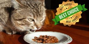 Cat treats: these are the best according to Altroconsumo (and they are easy to find at the supermarket)