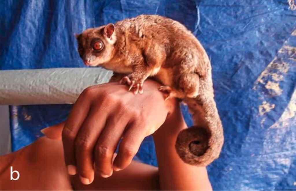 Extinct marsupials 2