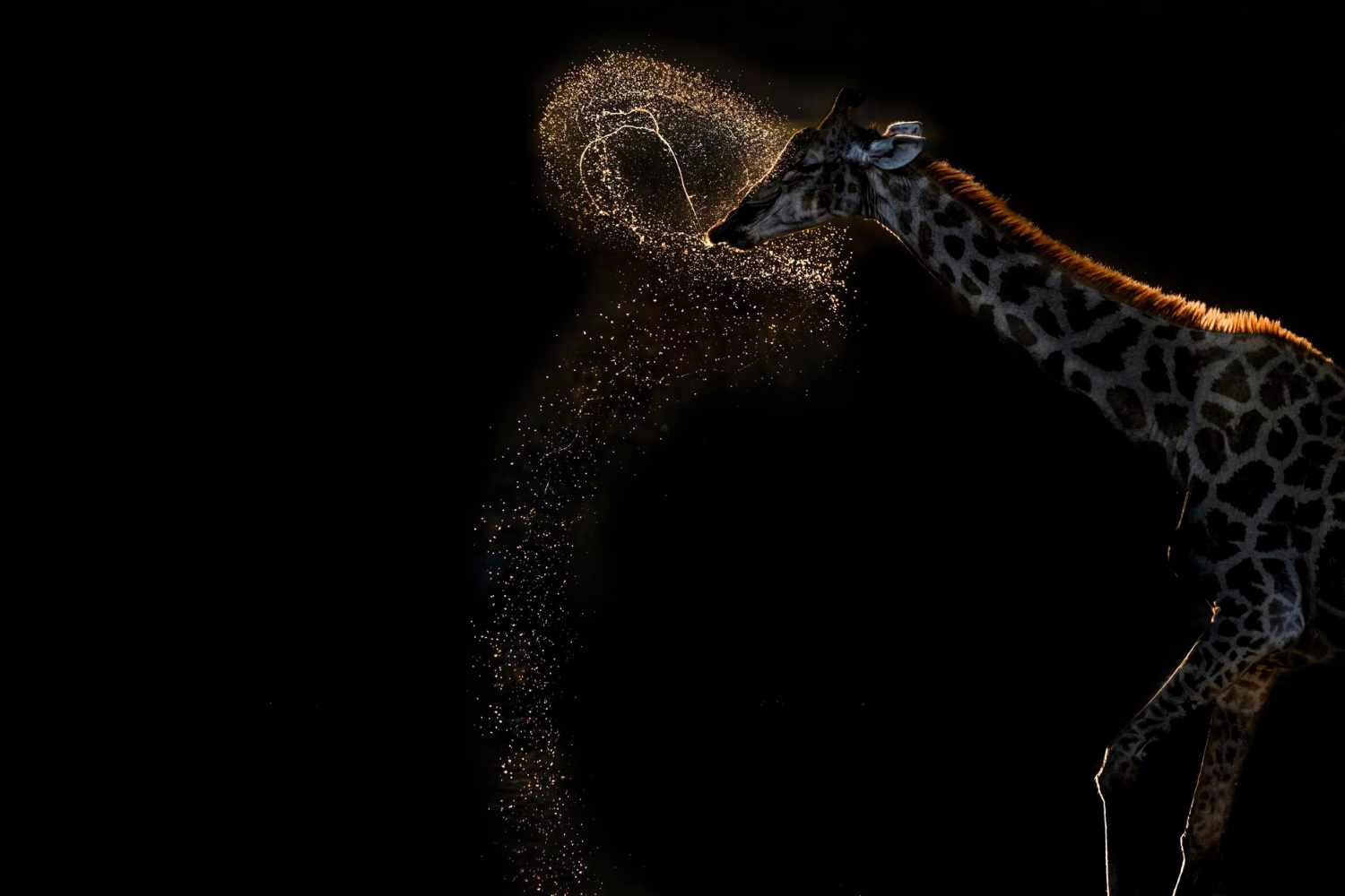 Vaidehi Chandrasekar