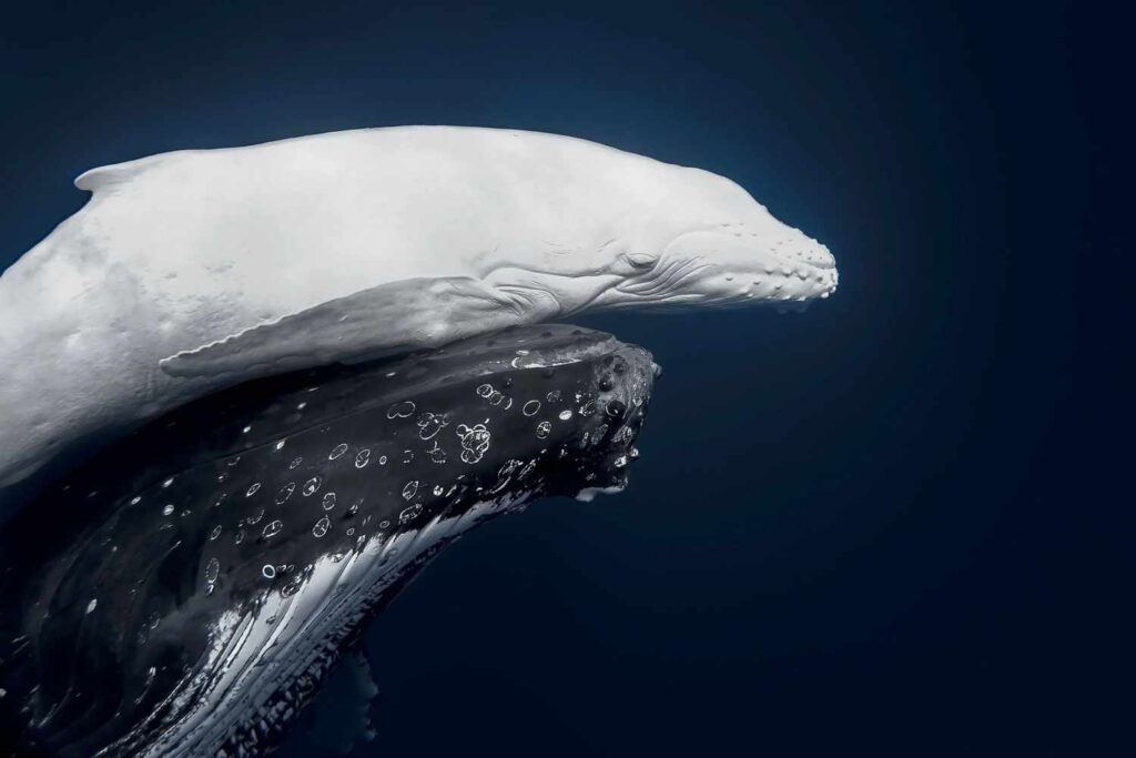 World Nature Photographer of the Year 2026: all the winning photos ...