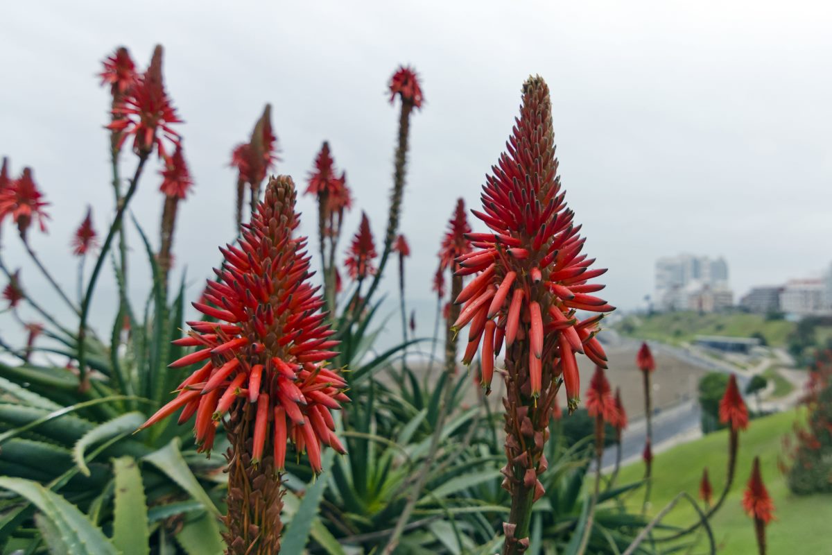 flowering aloe vera