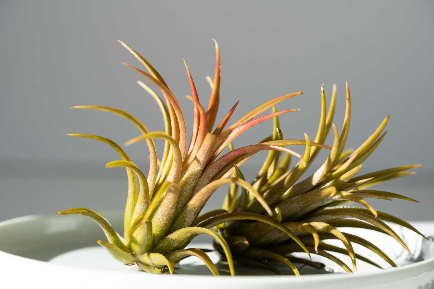 Air plant (Tillandsia)