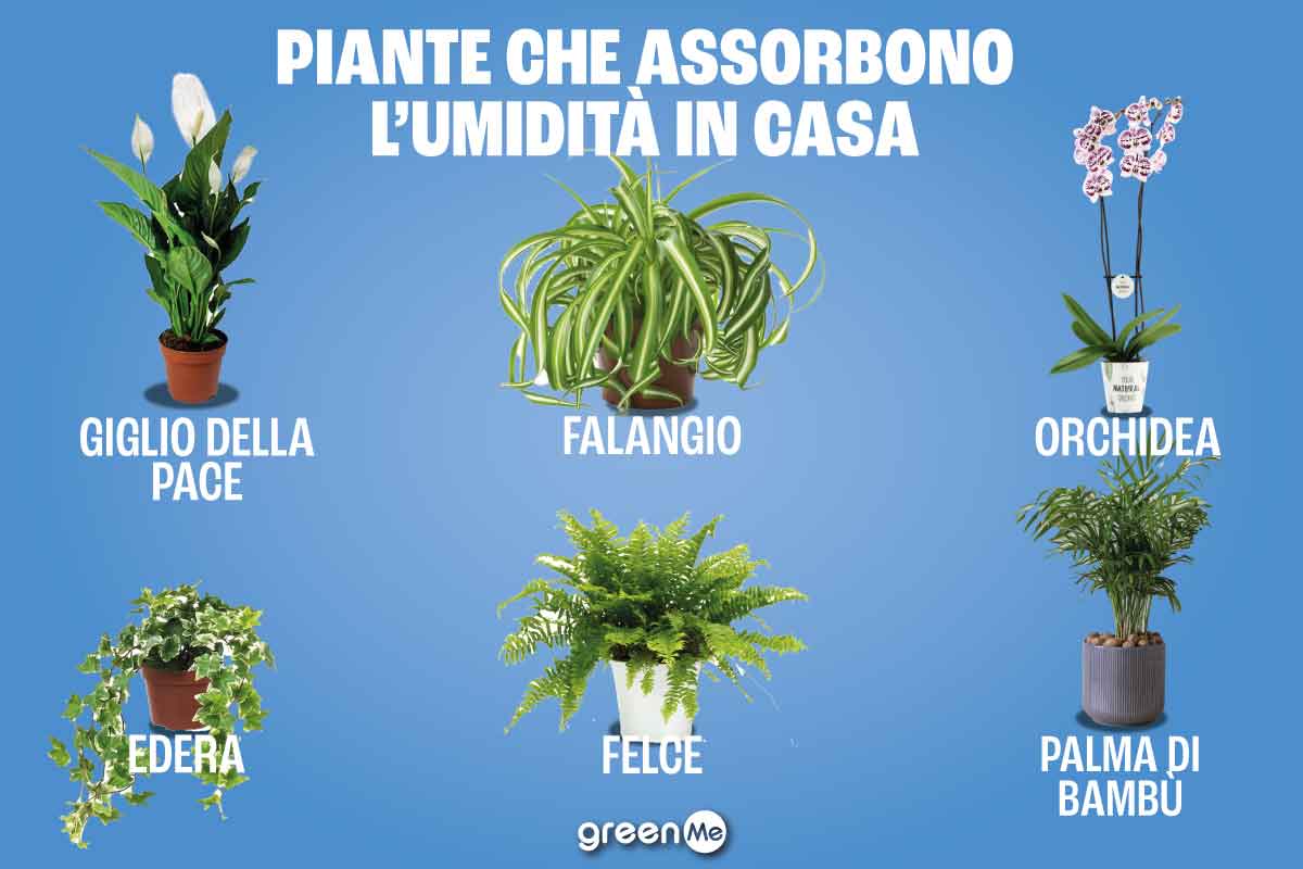 piante umidità